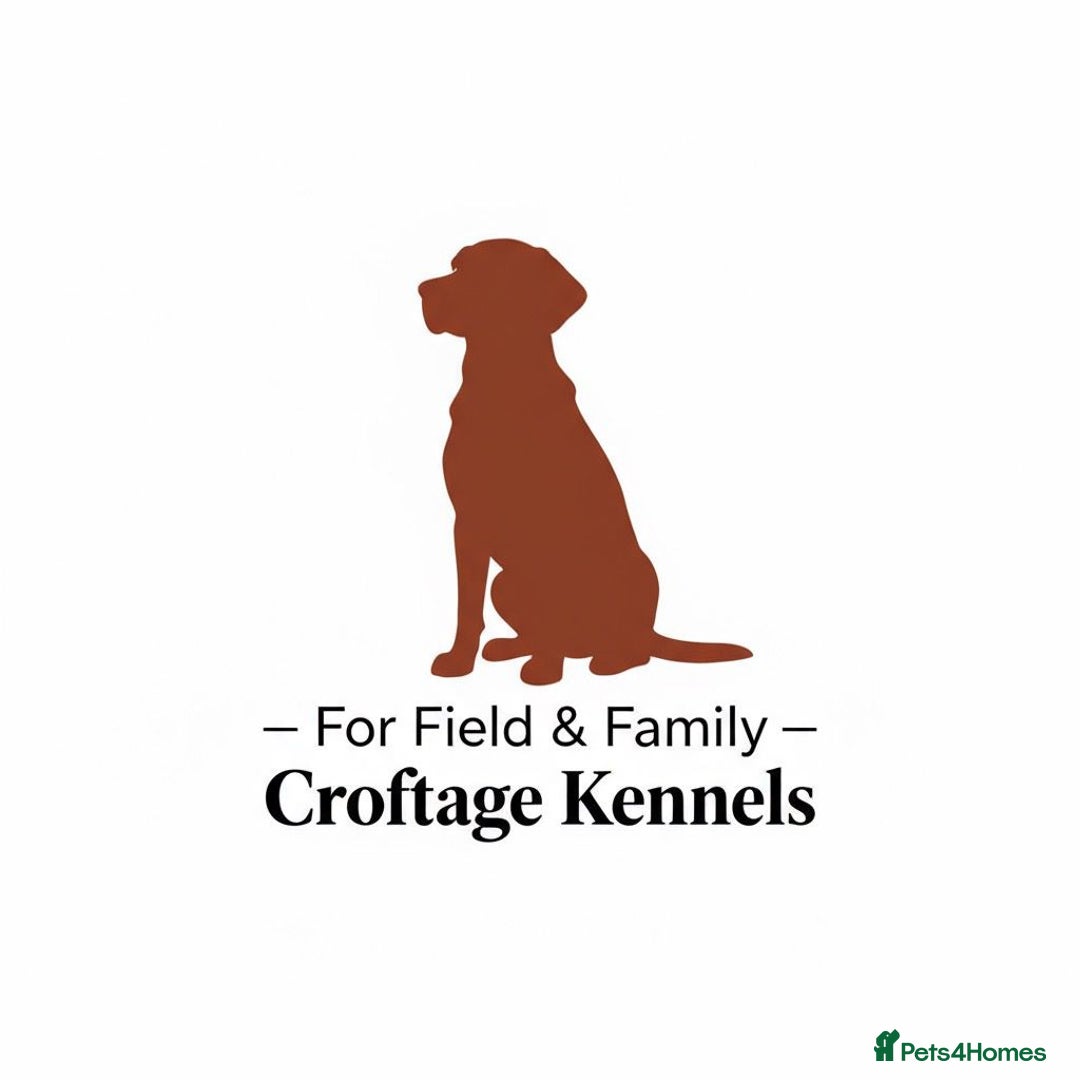 Labrador Retriever dogs for sale: Fab KC Fox Red Pups - 4* Higher Standard Breeder - Advert 12
