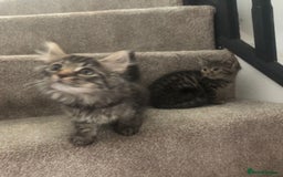 Mixed Breed cats for sale: Gorgeous Tabby Girl Kittens Ready  - Image 4