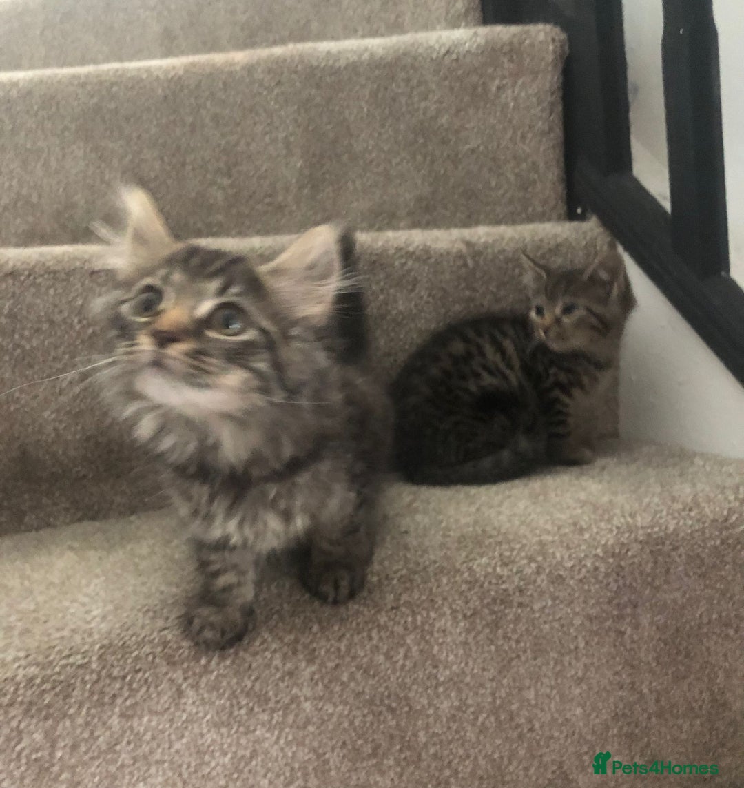 Mixed Breed cats for sale: Gorgeous Tabby Girl Kittens Ready  - Image 4