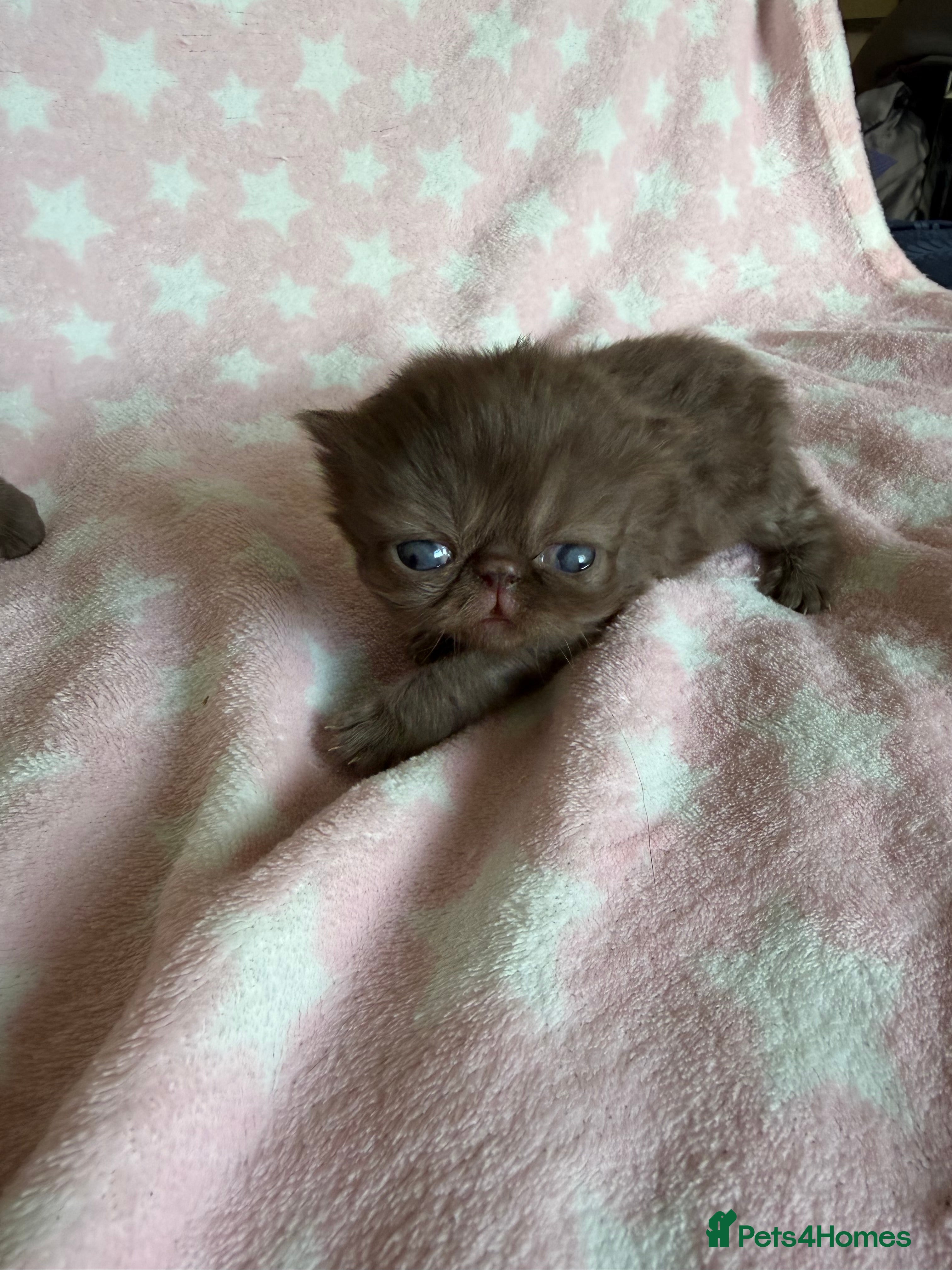 Exotic cats Litter of Chocolate & Black Exotics For Sale - Advert 2