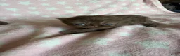 Exotic cats for sale: Litter of Chocolate & Black Exotics For Sale - Advert 11