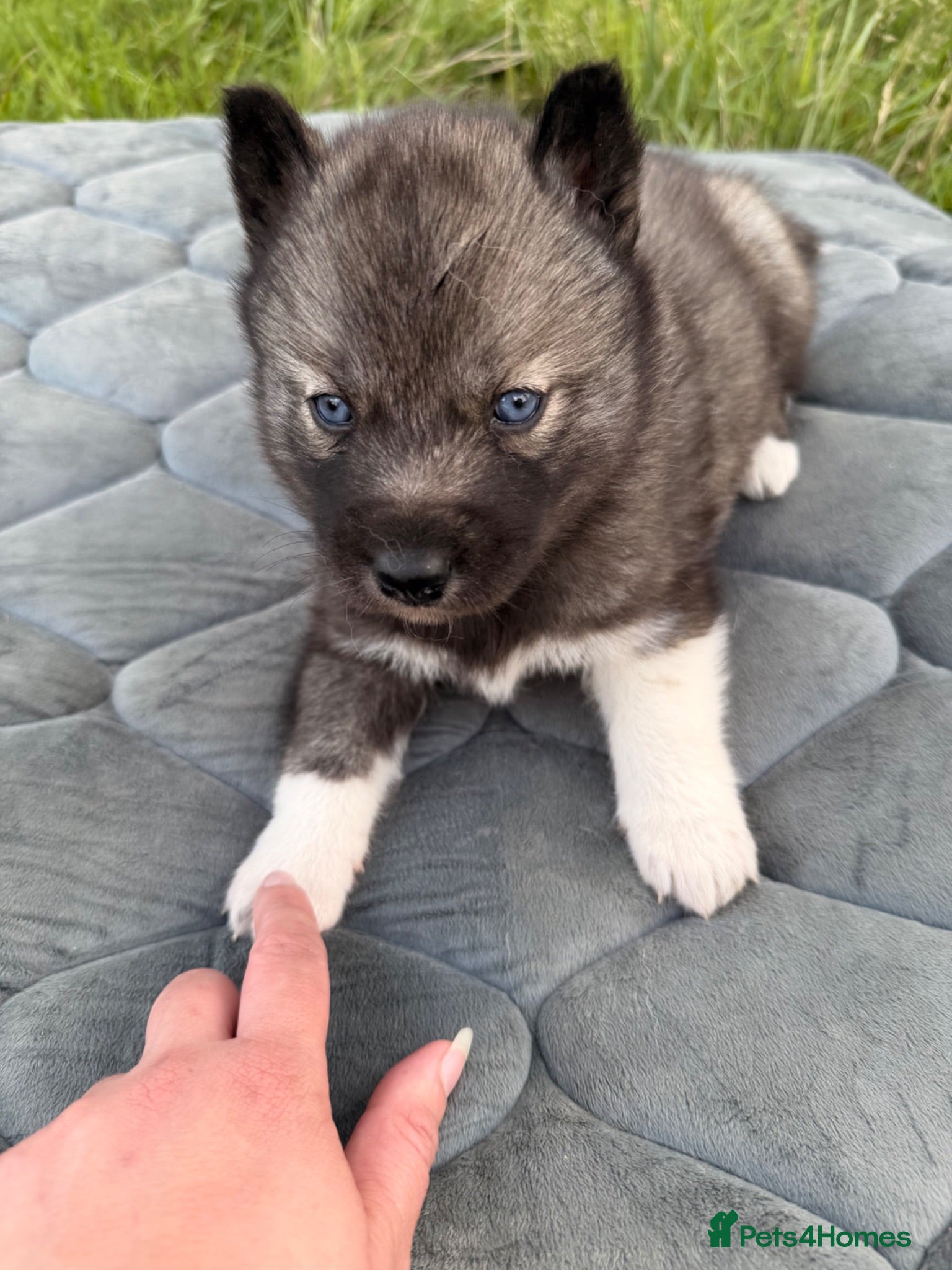 Siberian Husky dogs Gorgeous Siberian Husly puppies  - Advert 2