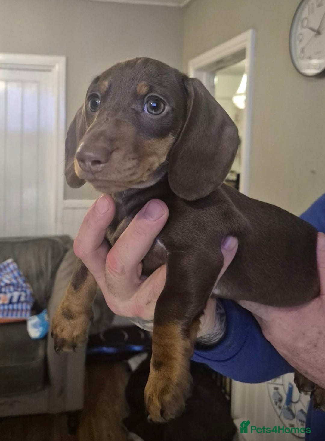 Miniature Dachshund dogs for sale: KC REGISTERED Miniature dachshund HEALTH TESTED   - Advert 10