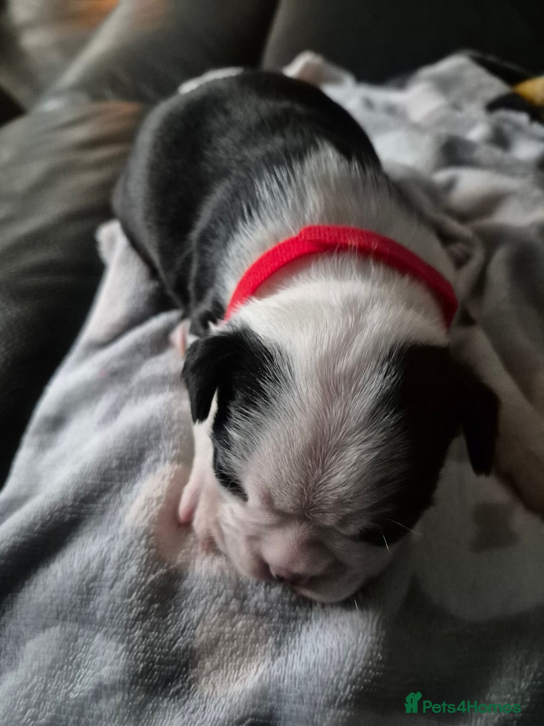 Boston Terrier dogs for sale: Gorgeous chunky Boston terrier pups - Advert 22