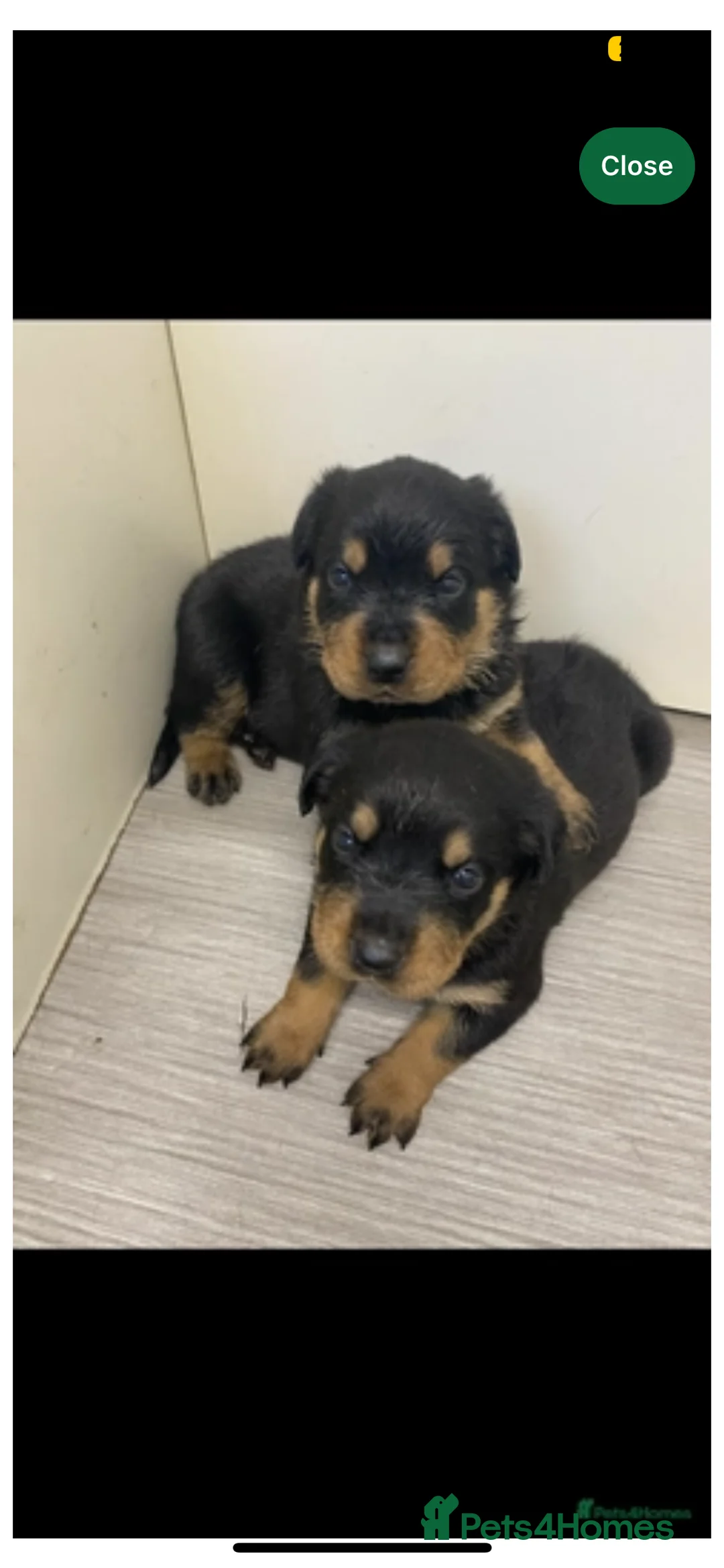 Rottweiler dogs for stud: Rottie male for stud in Ayr - Advert 19