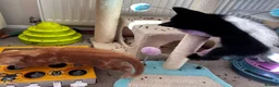 Mixed Breed cats for sale: Adorable bengal&tabby mix kittens  - Advert 16