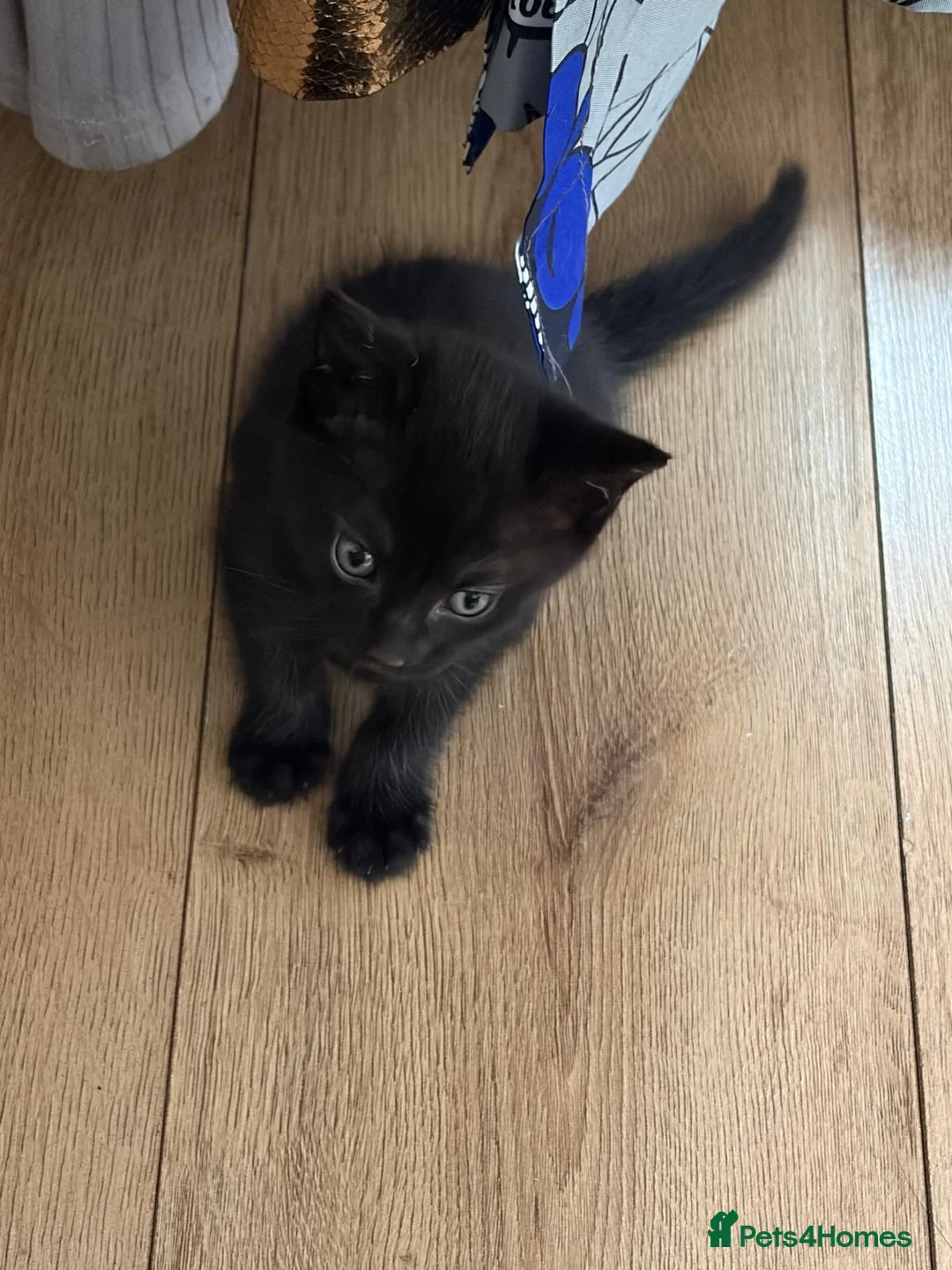 Mixed Breed cats for sale: Adorable Tuxedo Kittens for Sale in Thornton Heath - Advert 2