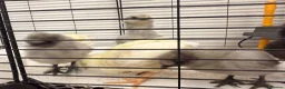 Mixed Breed birds for sale: 🐣 [Show-Quality & Healthy Chicks for Sale] - Advert 18
