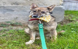Mixed Breed dogs for adoption: 💖🐶 JOYA 🐶💖 - Image 4