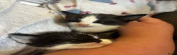 Mixed Breed cats for sale: Black and white kittens  - Advert 5