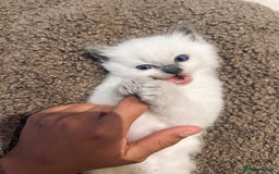 Ragdoll cats for sale: Ragdoll kittens  - Image 9
