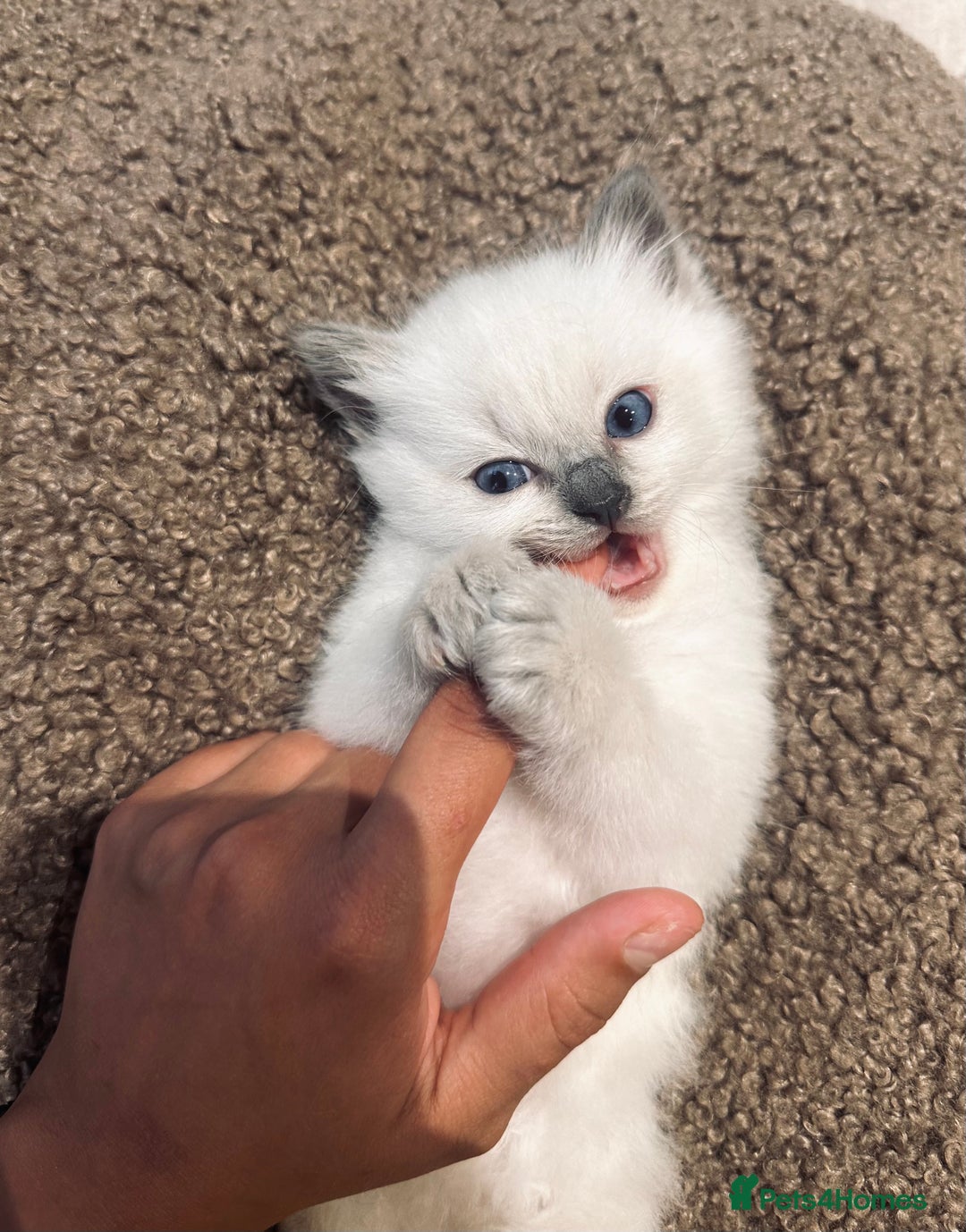 Ragdoll cats for sale: Ragdoll kittens  - Image 9