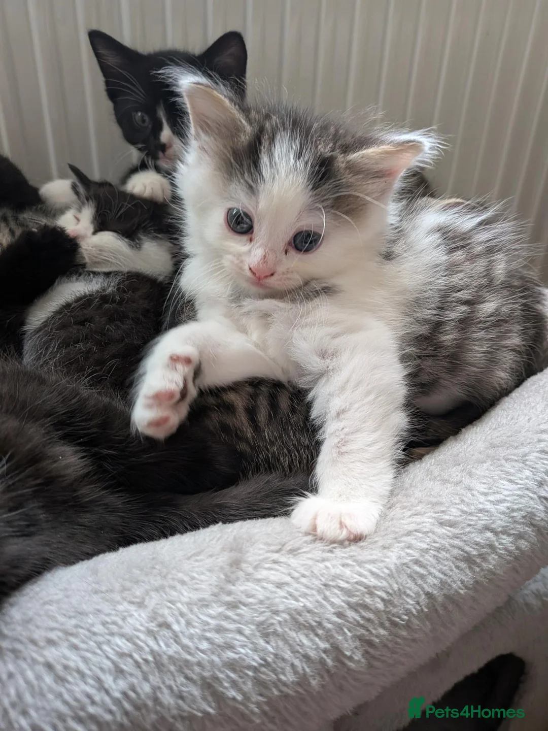 Mixed Breed cats for sale: Fluffy grey and white tabby boy  - Advert 2