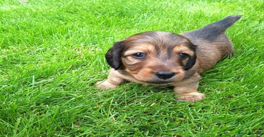 Miniature Dachshund dogs - Advert 5