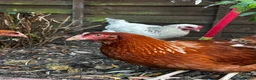 Chickens poultry for sale: 4 Hens for £70 in Manchester - Advert 20