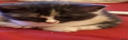 Mixed Breed cats for sale: 3 stunning grey/white & black Calico Kittens - Advert 7