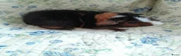 Guinea Pig rodents for sale: Pretty baby Teddy boys  - Advert 5