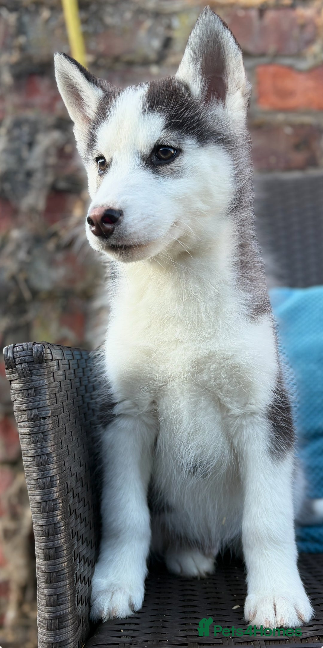 Siberian Husky dogs for sale: Siberian husky puppies - Image 9