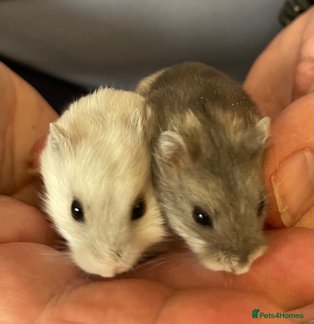 Hamster rodents for sale: Baby Winter White Russians from our show stock  - Image 18