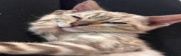 Bengal cats for sale: Snow lynx bengal  - Advert 6