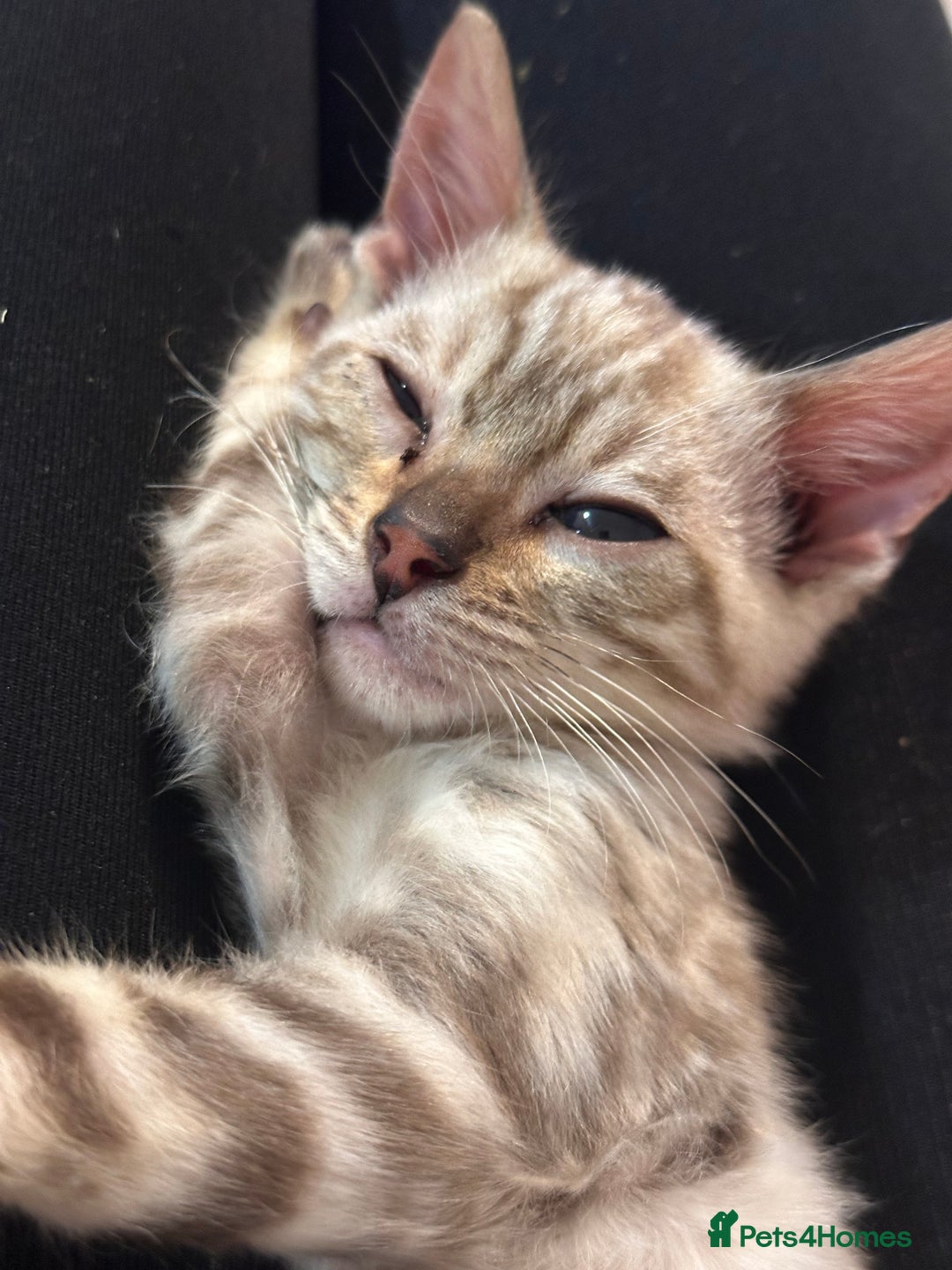 Bengal cats for sale: Snow lynx bengal  - Advert 6