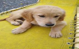 Golden Retriever dogs for sale: Wonderful,playful ,adventurous happy little furs😍 - Image 24