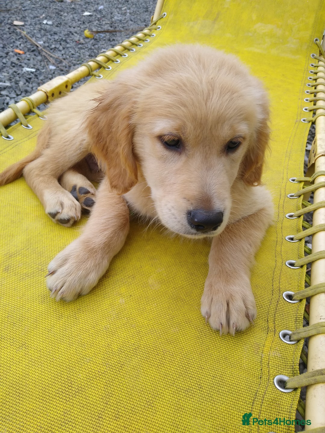 Golden Retriever dogs for sale: Wonderful,playful ,adventurous happy little furs😍 - Image 24