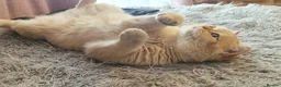 British Shorthair cats for stud: BSH registed proven stud - Advert 11