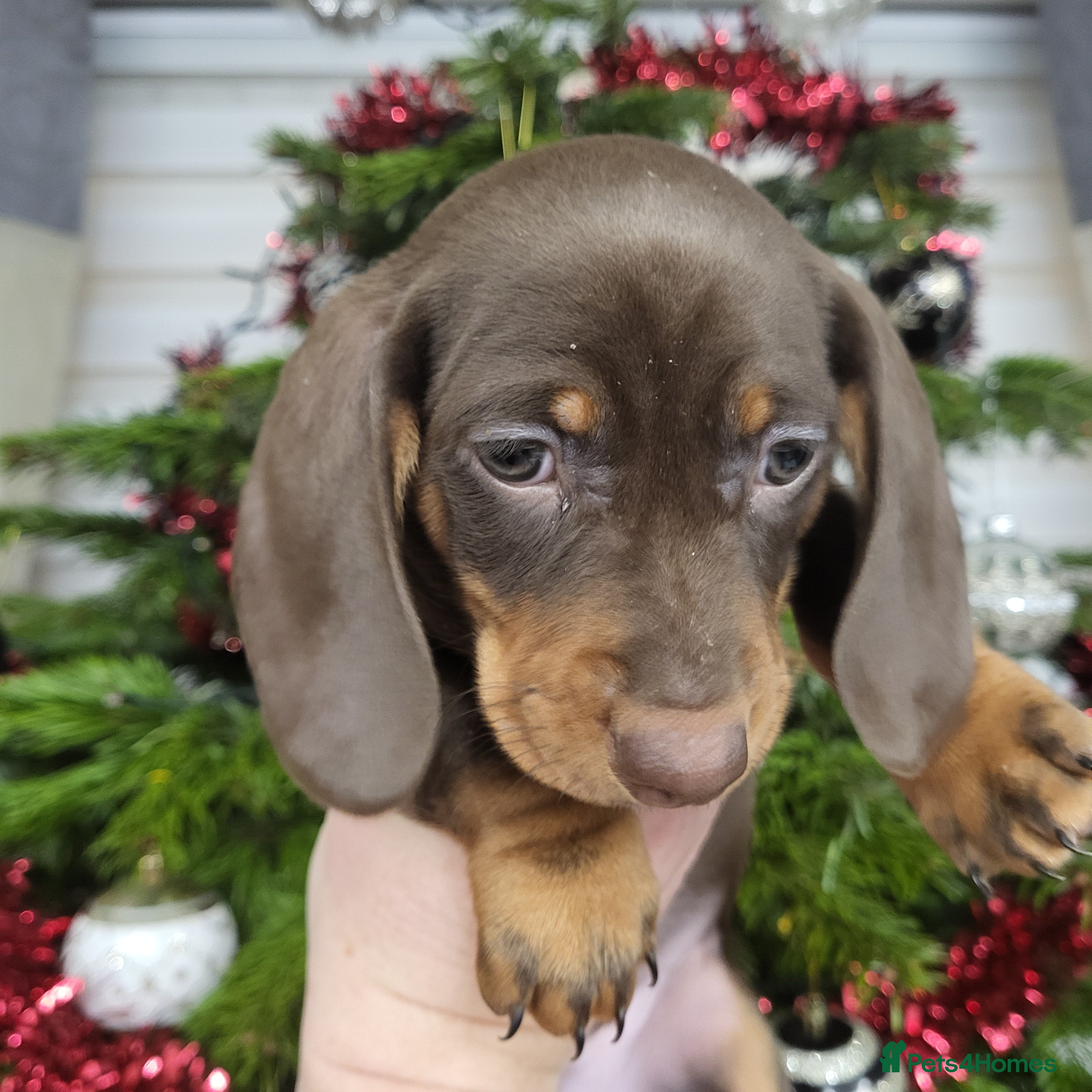 Dachshund dogs Wonderful dachshund puppies  - Advert 5