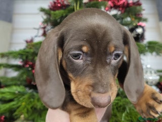 Dachshund dogs Wonderful dachshund puppies - Advert 1