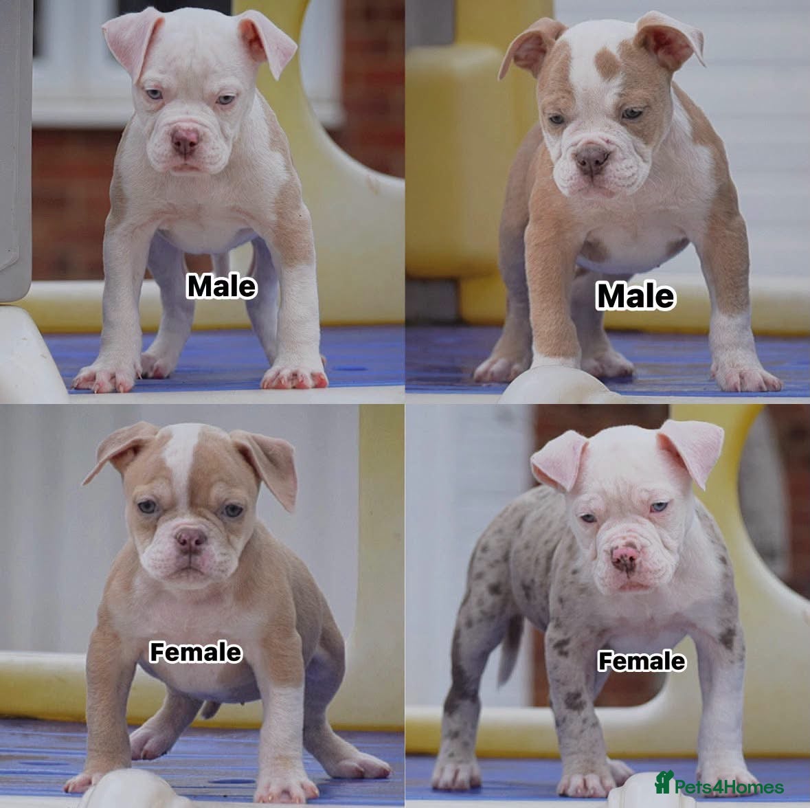 Olde English Bulldogge dogs DONT LET YOUR DREAMS JUST BE DREAMS  - Advert 1