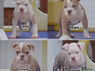 Olde English Bulldogge dogs DONT LET YOUR DREAMS JUST BE DREAMS - Advert 1