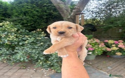 Mixed Breed dogs for sale: 3/4 Labrador 1/4 German wired hair pointer  - Image 8