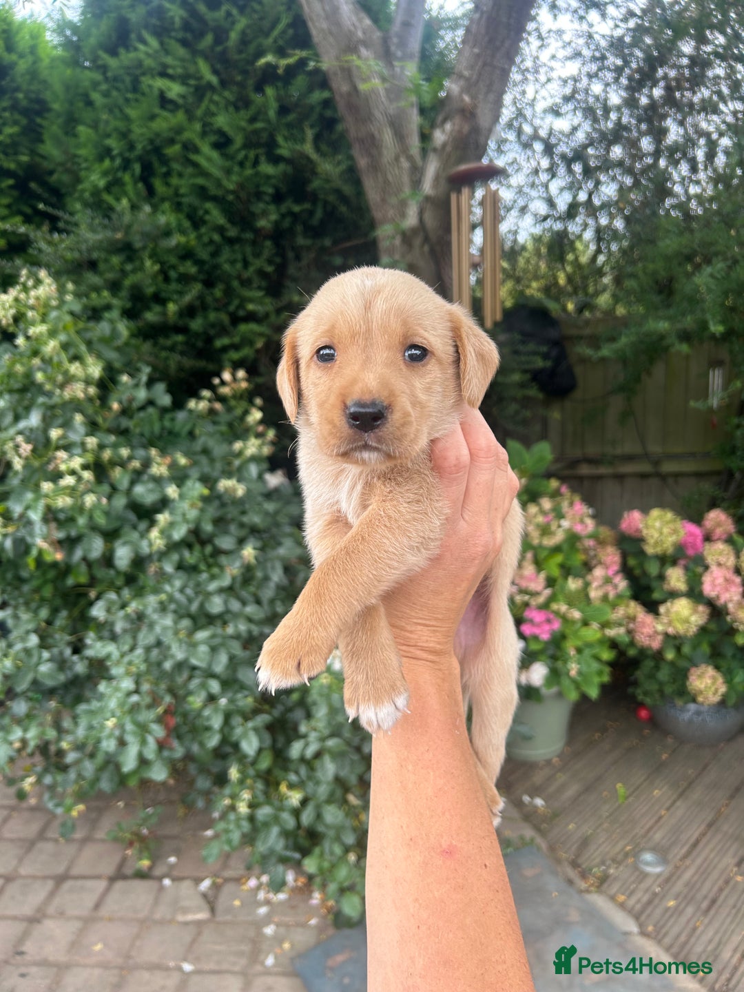 Mixed Breed dogs for sale: 3/4 Labrador 1/4 German wired hair pointer  - Image 8