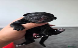 Cocker Spaniel dogs for sale: Cocker Spaniel pups - Image 9