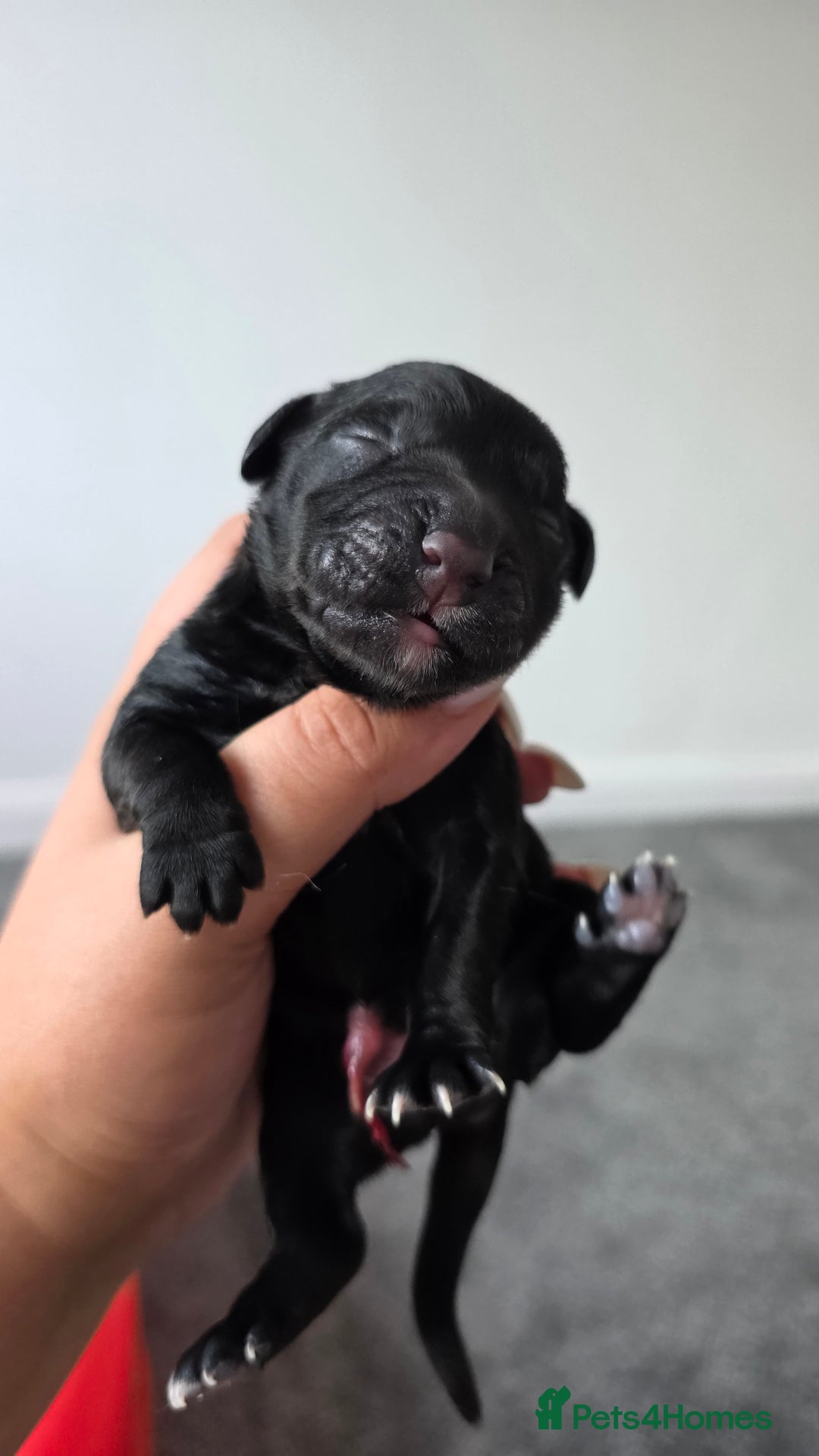 Cocker Spaniel dogs for sale: Cocker Spaniel pups - Image 9