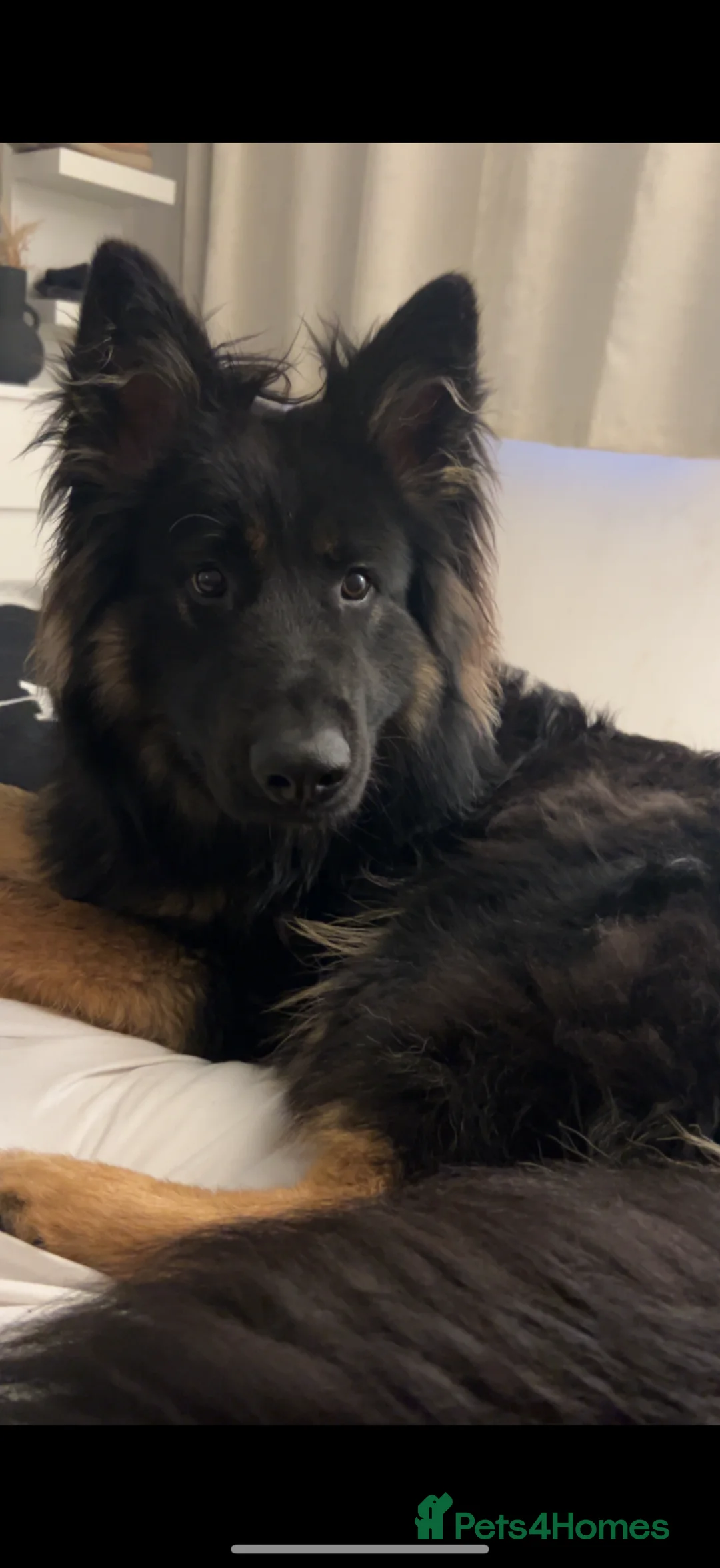 German Shepherd dogs for sale: Male 2 year old German shepherd  in Nantwich - Advert 5