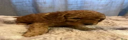 Cavapoo dogs for sale: Cavapoo F1BB puppies  in Grimsby - Advert 20