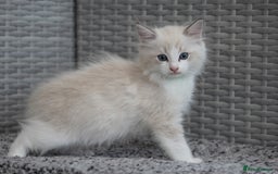 Ragdoll cats for sale: 🐈✨ Tica Registered Ragdoll Kittens in Tamworth - Image 15