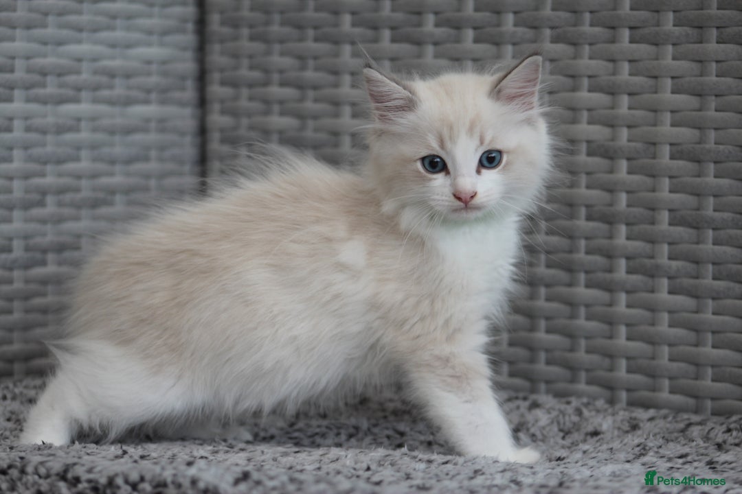 Ragdoll cats for sale: 🐈✨ Tica Registered Ragdoll Kittens in Tamworth - Image 15