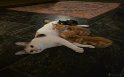 Mixed Breed cats for sale: 3 gorgeous kittens - Image 8