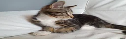 Maine Coon cats for sale: 2 Maine Coon Cross kittens for sale - Advert 17