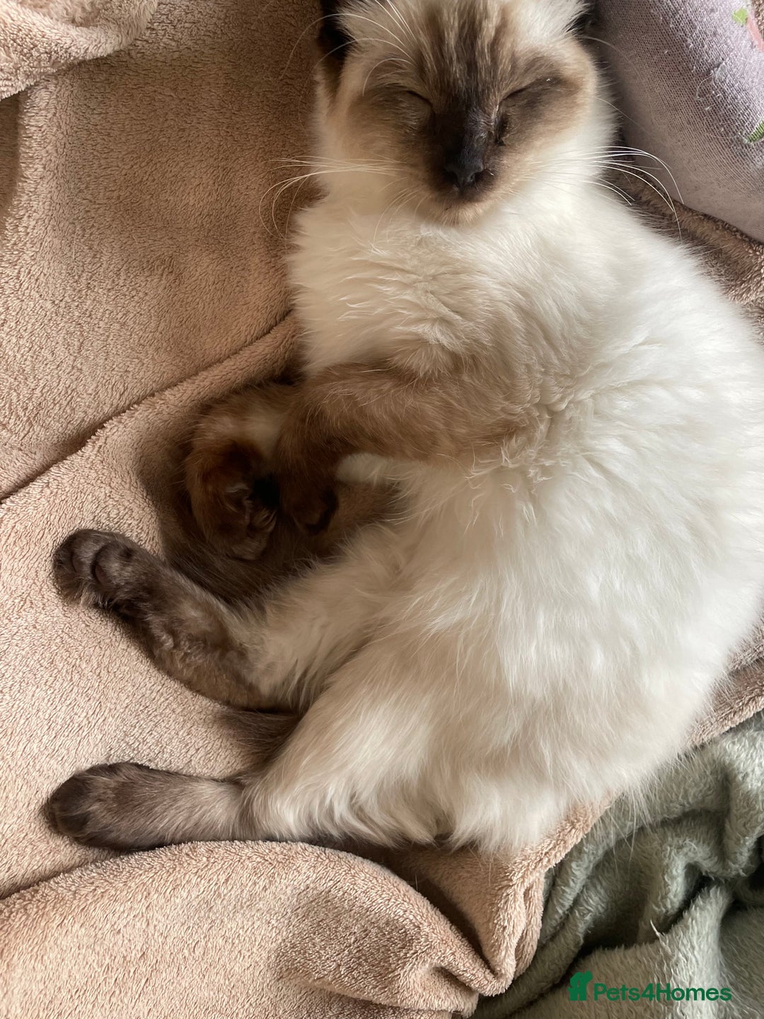 Ragdoll cats for sale: Ragdoll Cat/Kitten 8 months £200 - Advert 3