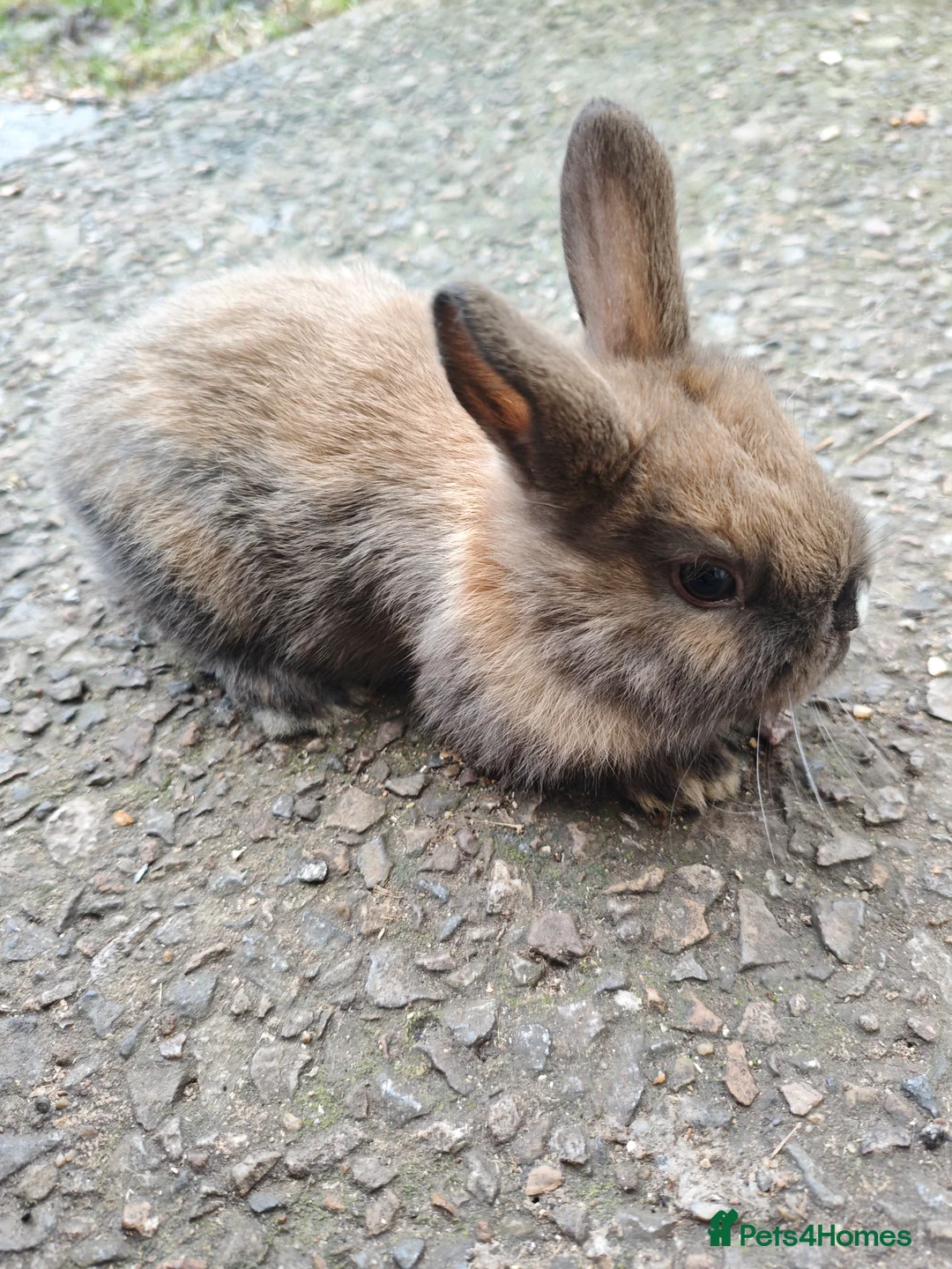 Rex rabbits for sale: Mini rex babies  - Advert 3