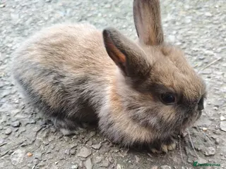 Rex rabbits Mini rex babies - Advert 5