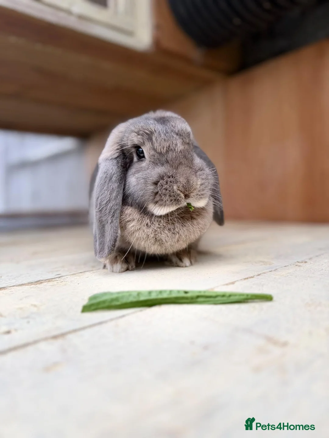 Dwarf Lop rabbits for sale: Fizz - Spayed and vaccinated  - Advert 1