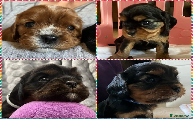 Cavalier King Charles Spaniel dogs - Advert 14