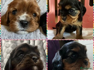 Cavalier King Charles Spaniel dogs - Advert 5