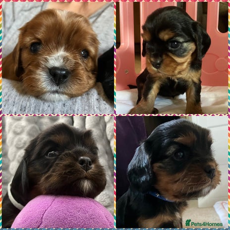 Cavalier King Charles Spaniel dogs - Advert 5