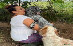 English Setter dogs for adoption: Tana  - Image 3